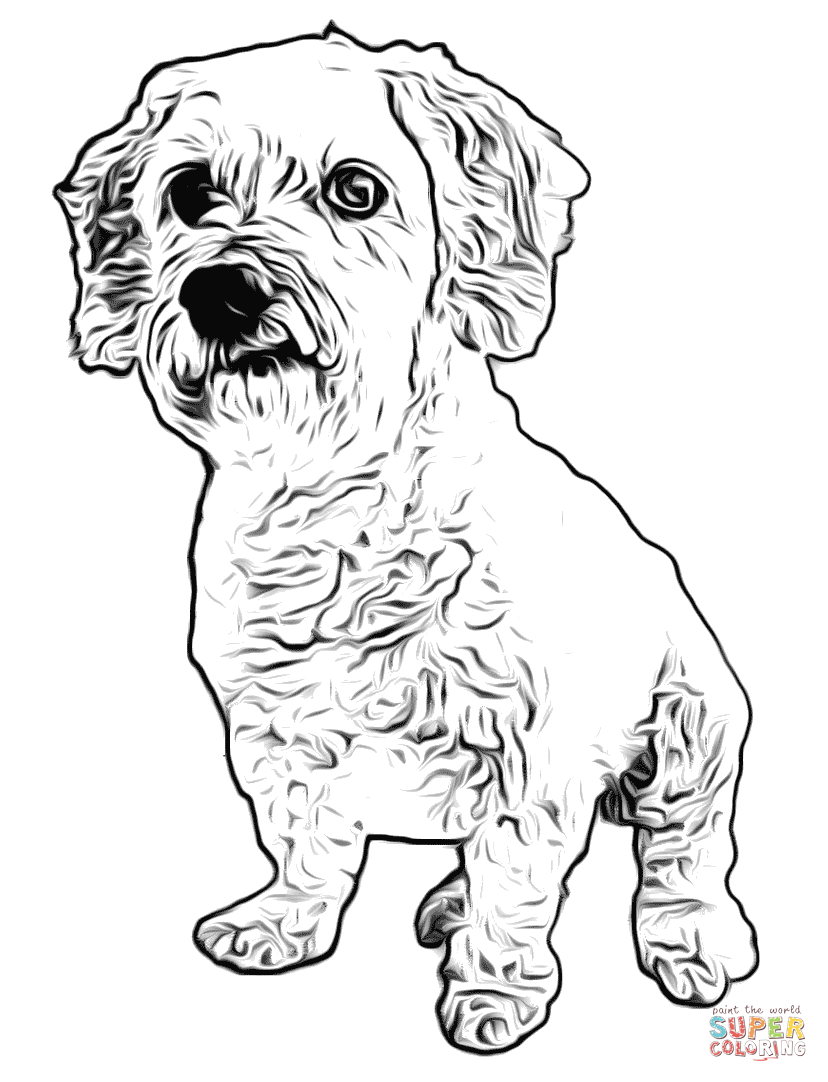 Little white dog coloring page free printable coloring pages