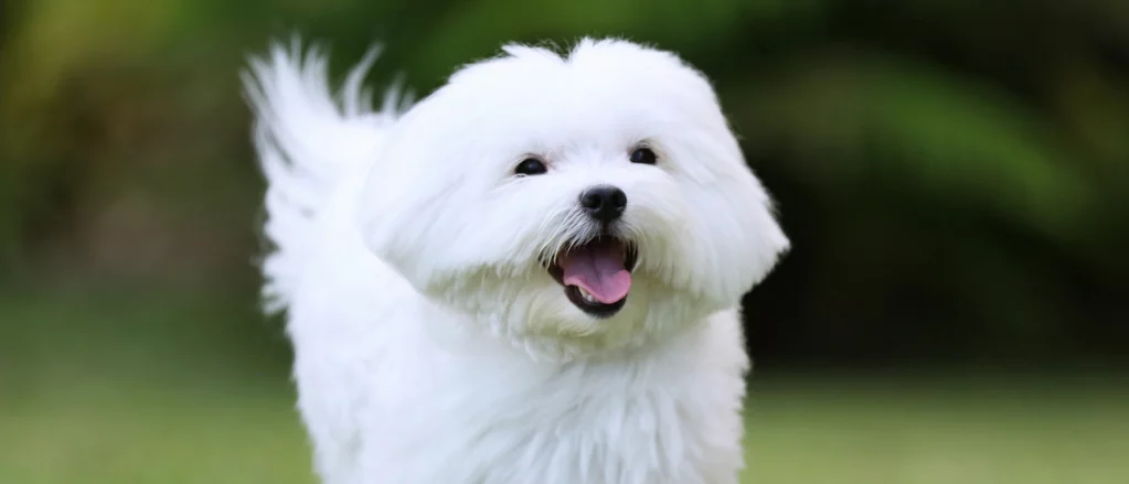 Maltese