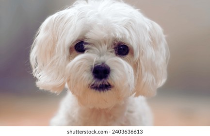 Short hair maltese puppy stock photo