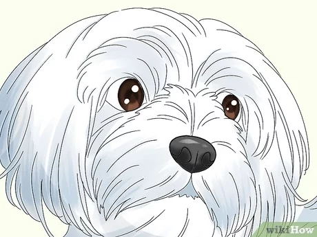 Ways to identify a maltese dog