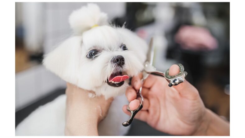 The art of maltese haircuts styles to transform your furry panion