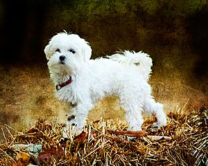 Maltese dog facts for