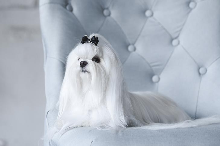 Maltese dog breed information