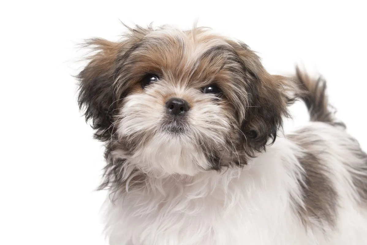 Maltese shih tzu dog breed information characteristics