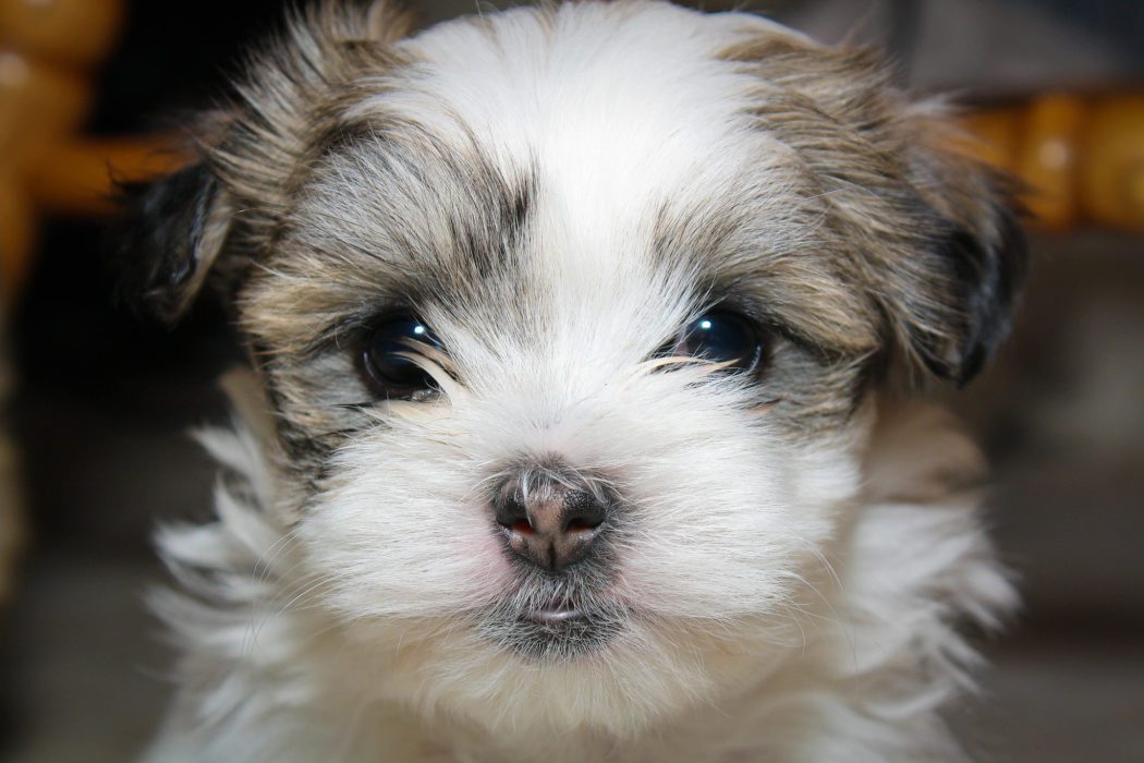 The maltese shih tzu