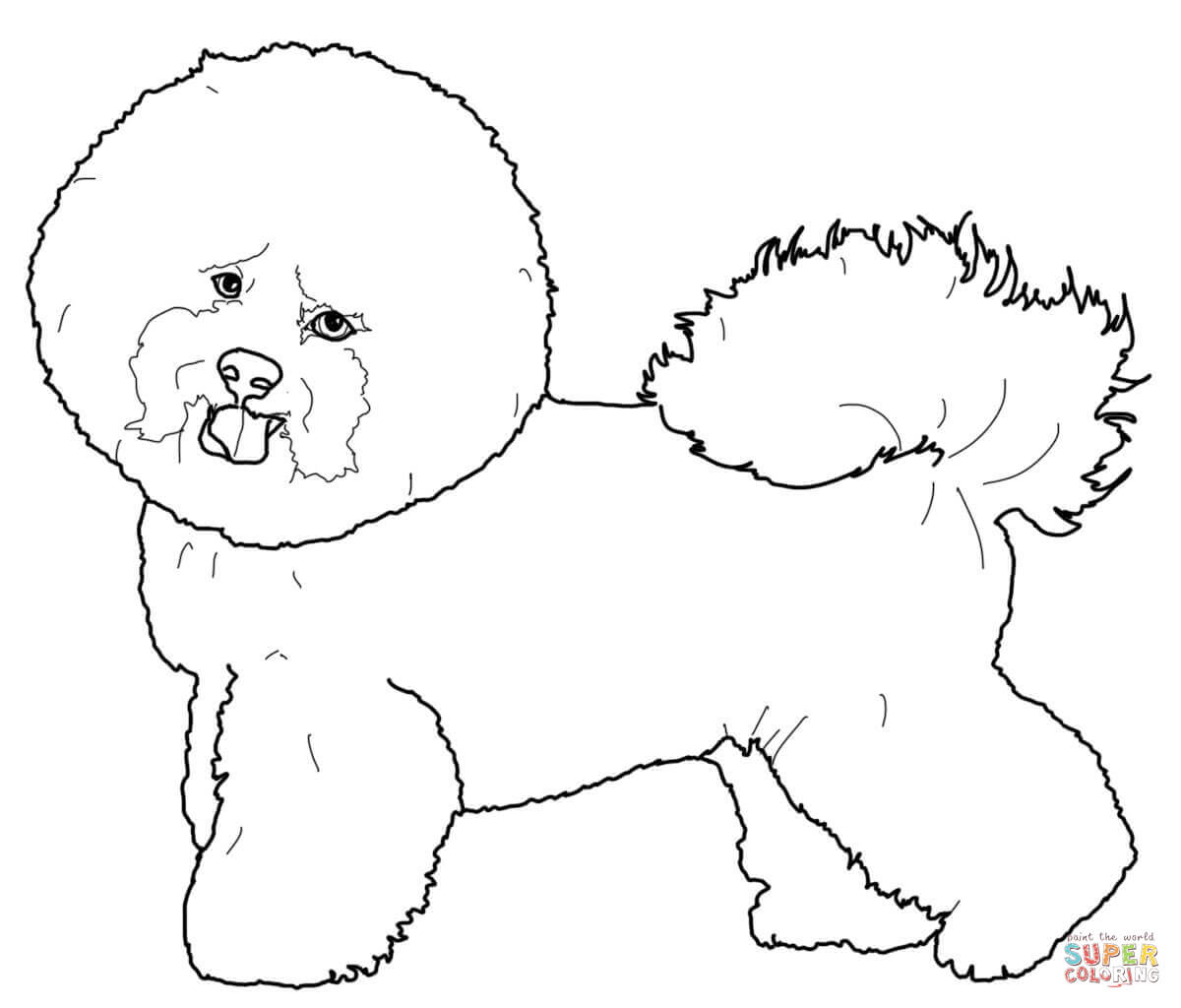 Bichon frise coloring page free printable coloring pages