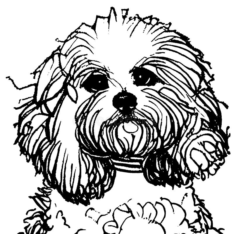 Poodle dog line drawing stock illustrations â poodle dog line drawing stock illustrations vectors clipart