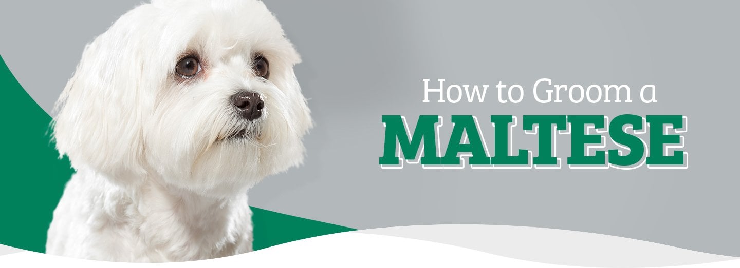 How to groom a maltese grooming guide groomers