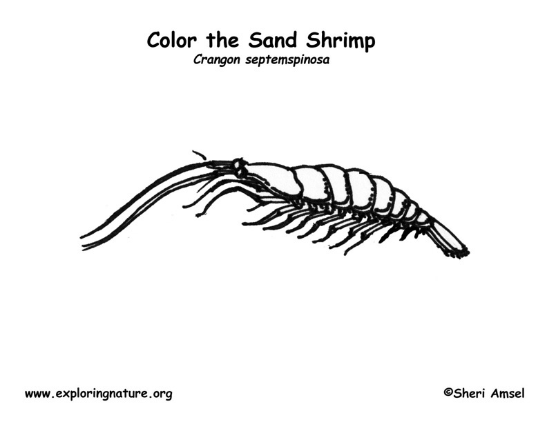 Shrimp coloring page