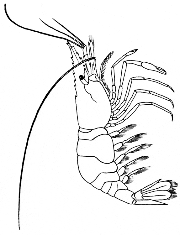 Shrimp coloring page