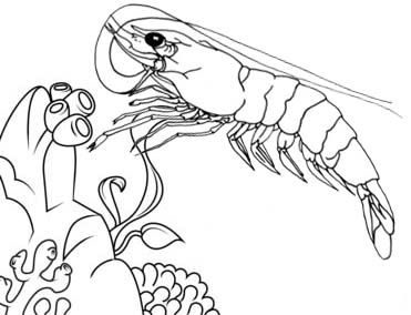 Cool and cute shrimp coloring pages for kids coloring pages ocean coloring pages animal coloring pages