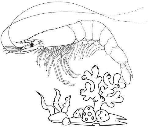 Cool and cute shrimp coloring pages for kids coloring pages love coloring pages animal coloring pages