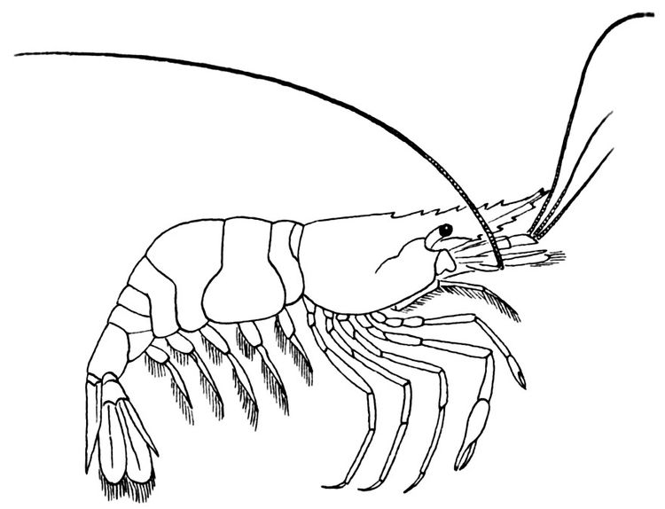 Coloring page shrimp