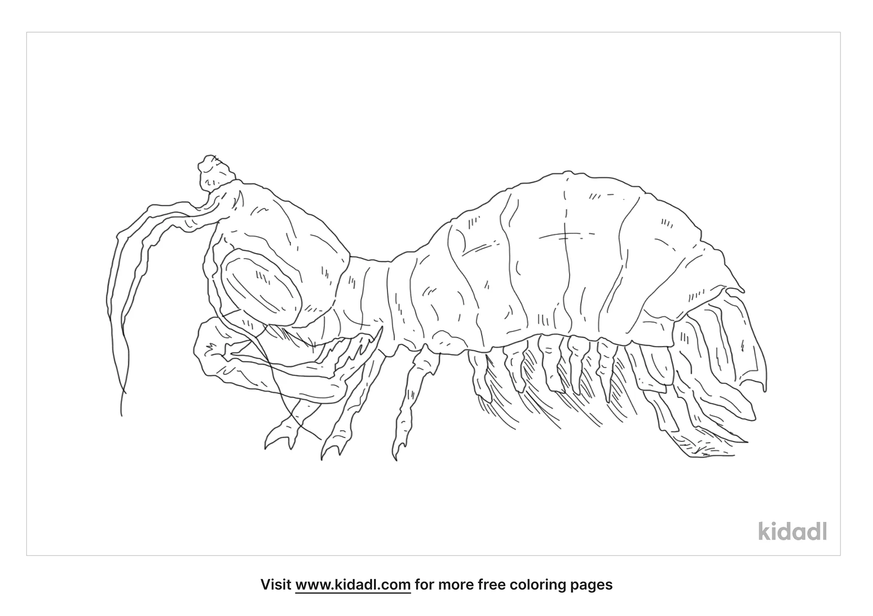 Free peacock mantis shrimp coloring page coloring page printables