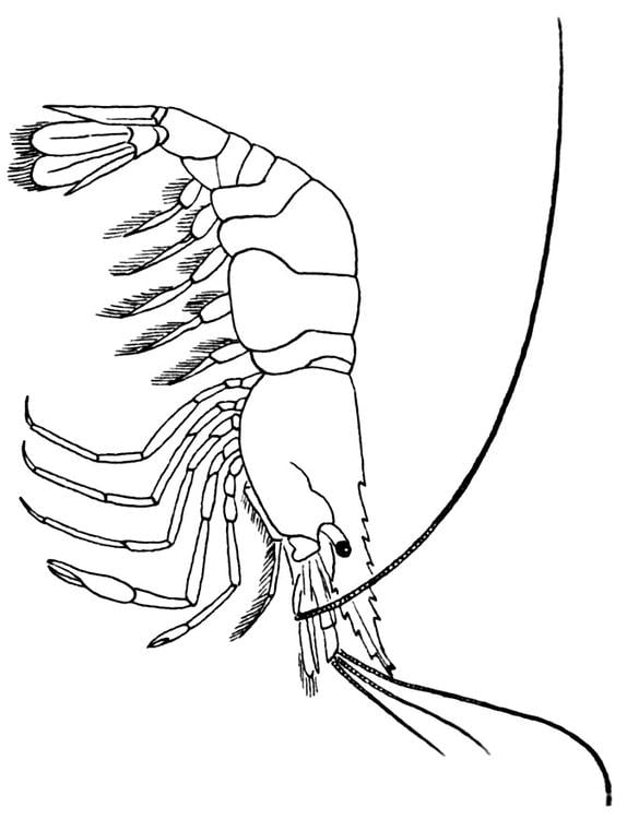 Coloring page shrimp