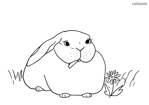 Rabbits coloring pages free printable rabbit coloring sheets