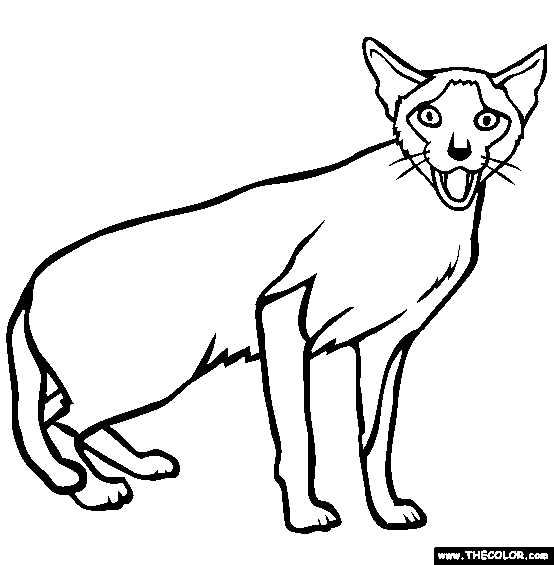 Siaese breed cat online coloring page