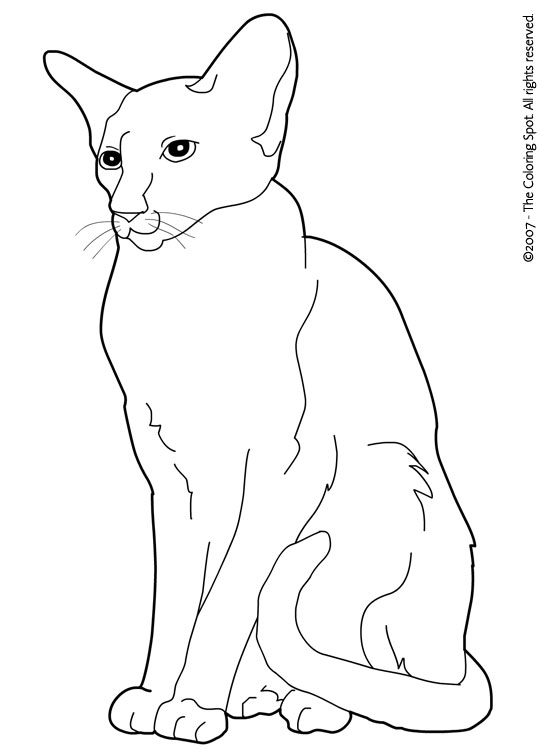 Siamese coloring page audio stories for kids free coloring pages colouring printables