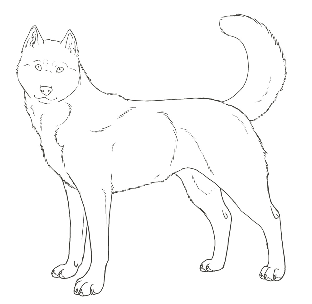 Husky coloring pages