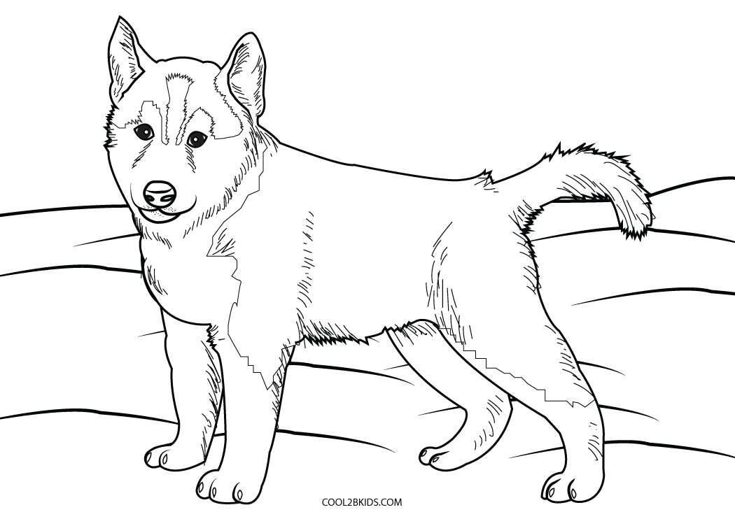 Free printable husky coloring pages for kids