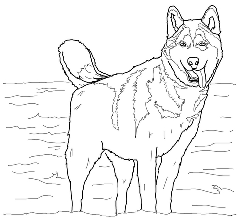 Siberian husky coloring page free printable coloring pages