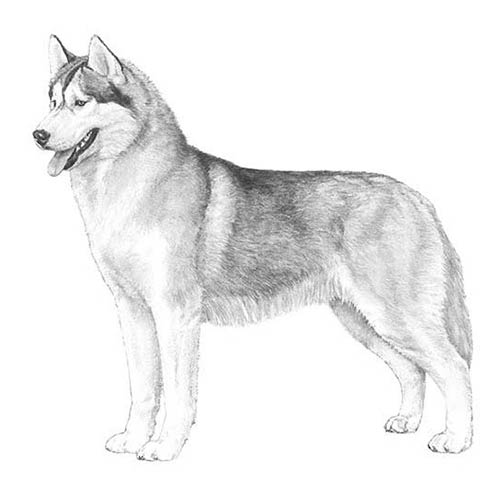 Siberian husky dog breed information