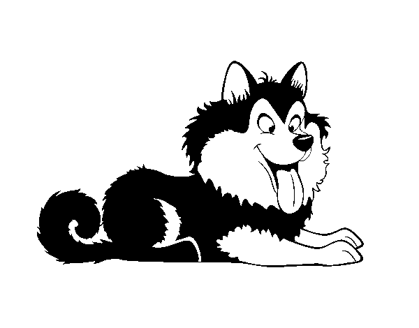 Puppy husky coloring page