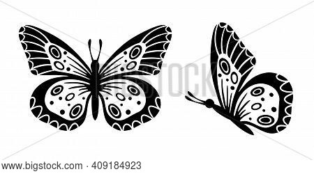 Drawing butterfly vector photo free trial bigstock