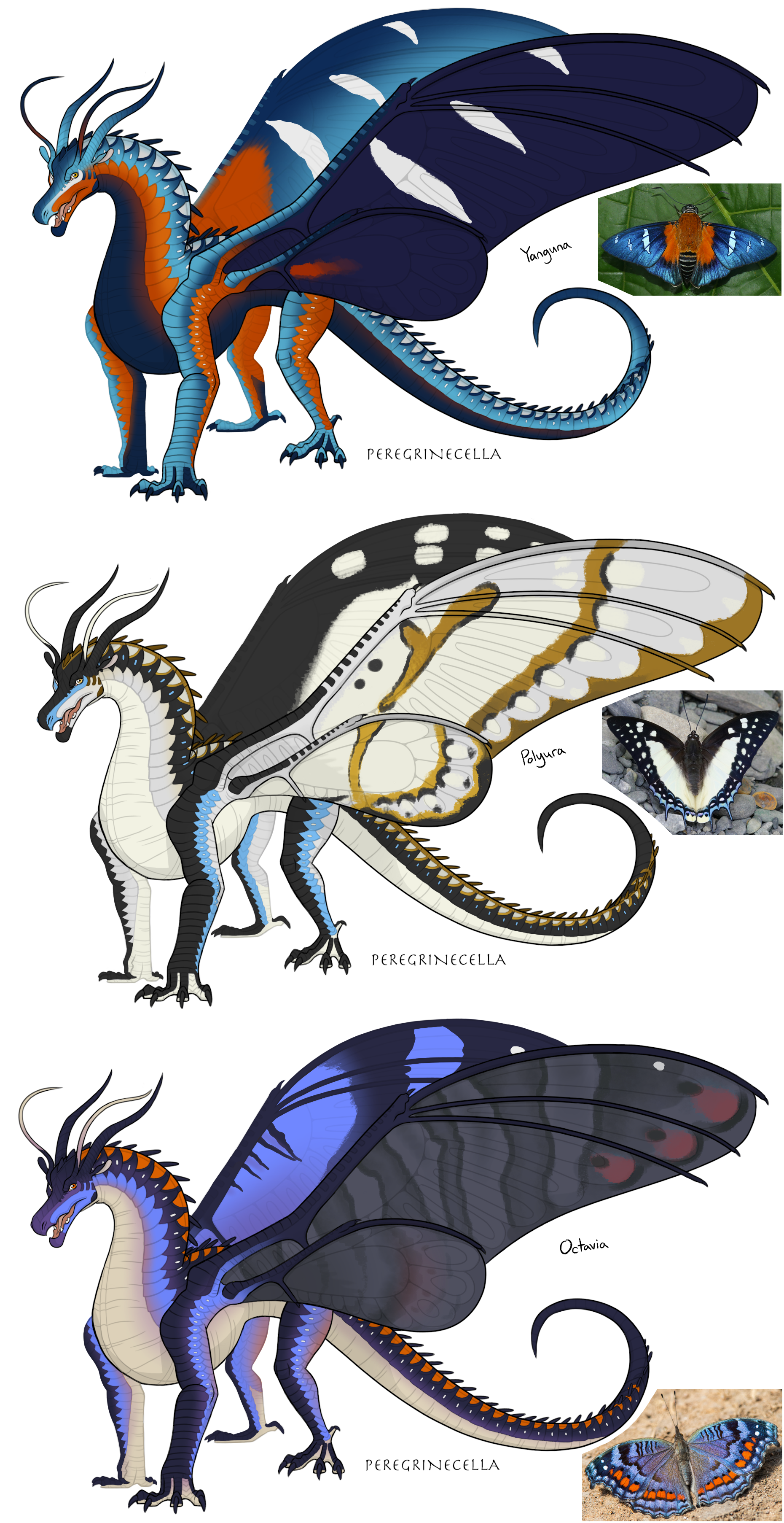 Silkwing color concepts page by gabbycat on