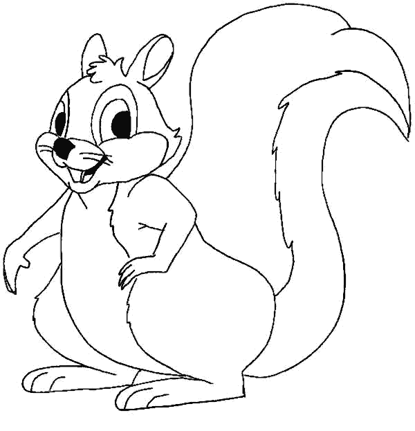 Ardilla mamifero animal coloring pages squirrel coloring page coloring pictures