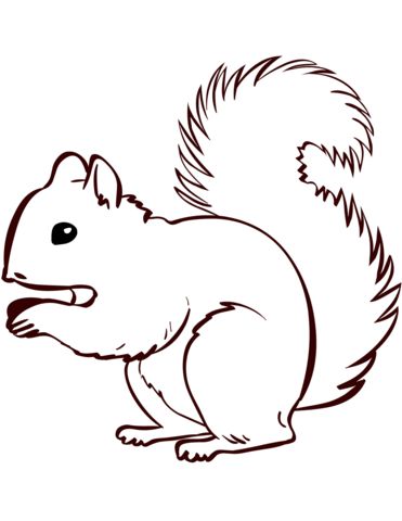 Resultado de imagen para ardilla dibujo squirrel coloring page coloring pages squirrel art