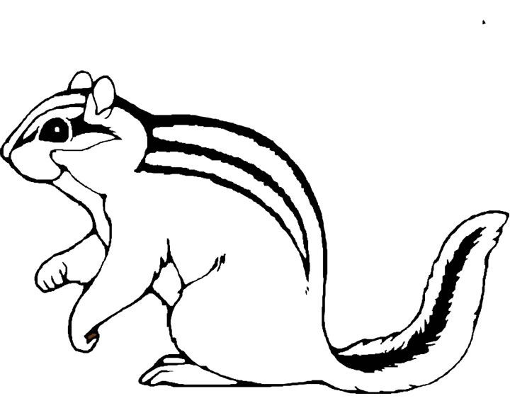 Chipmunk drawing