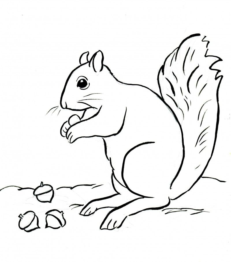 Dibujos de dillas squirrel coloring page cool coloring pages coloring pages