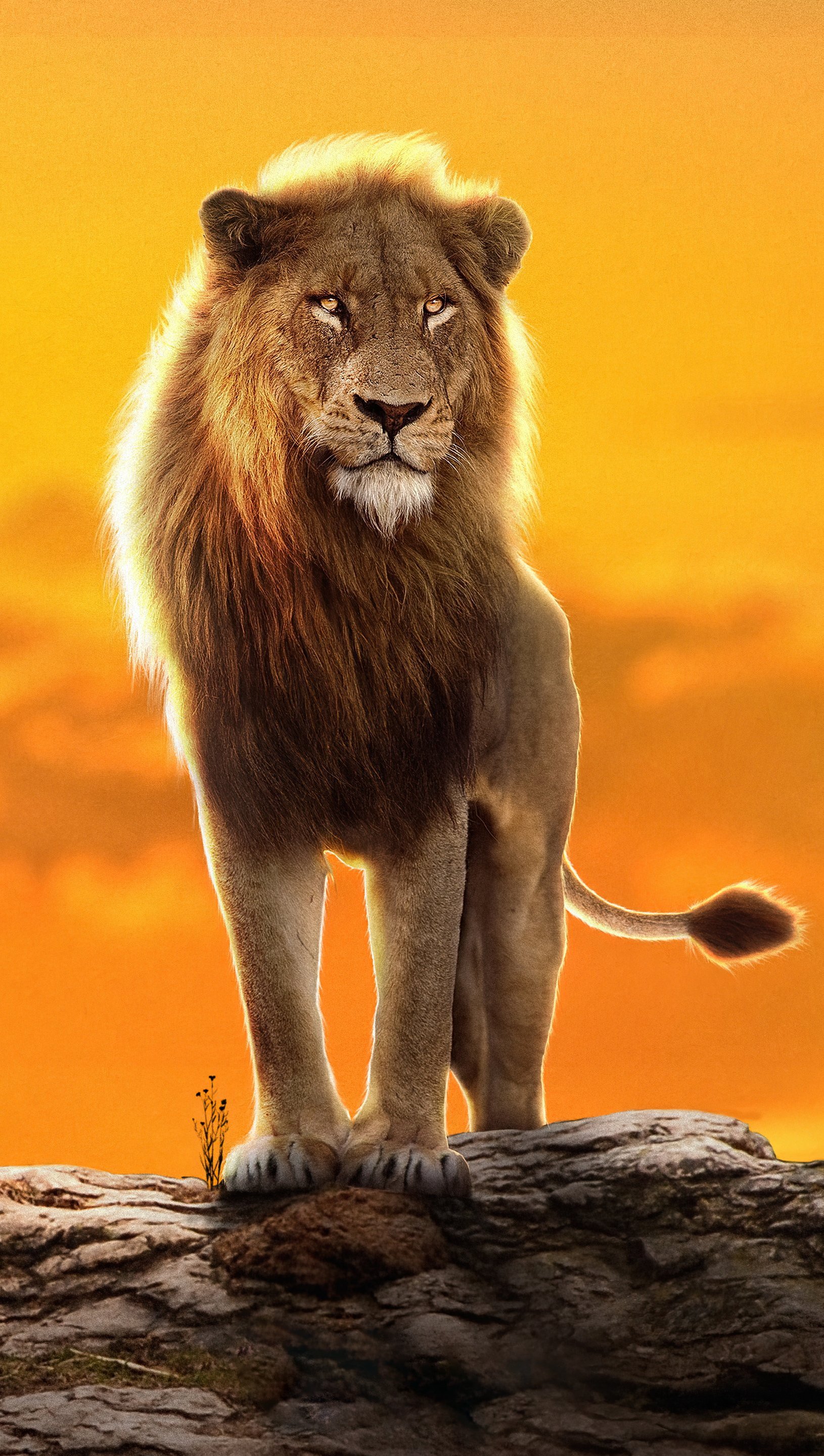 Download Free 100 + simba hd Wallpapers