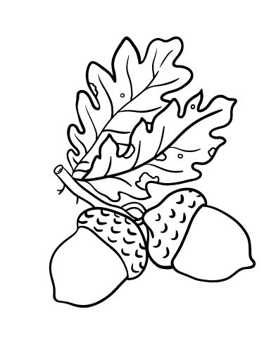 Image result for acorn pinecone coloring sheets coloring pages free coloring pages free stencils printables