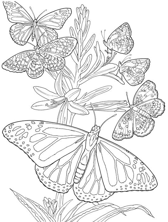 Totally awesome free adult coloring pages â the quiet grove