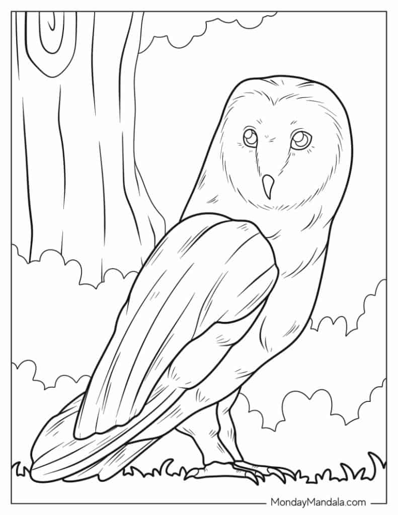 Owl coloring pages free pdf printables