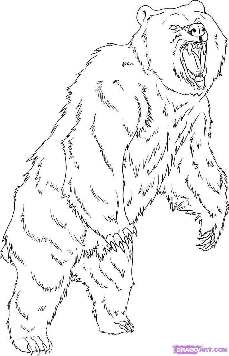 Grizzly bear coloring pages how to draw a grizzly bear step by step forest animals animals bear coloring pages bear sketch coloring pages