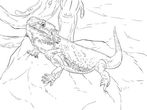 Coloring pages of bearded dragons bearded dragon cute animal drawings sketches bearded dragon