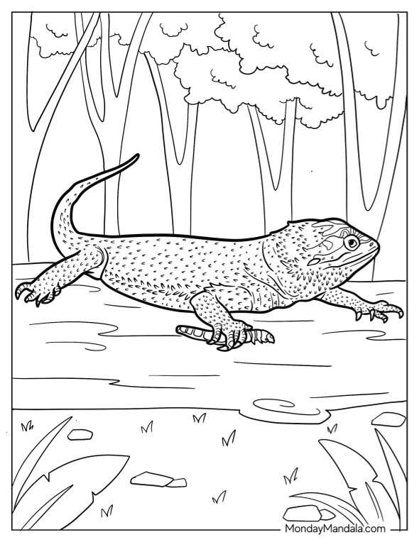 Bearded dragon coloring pages free pdf printables