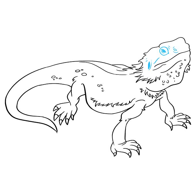 How to draw a bearded dragon lizard