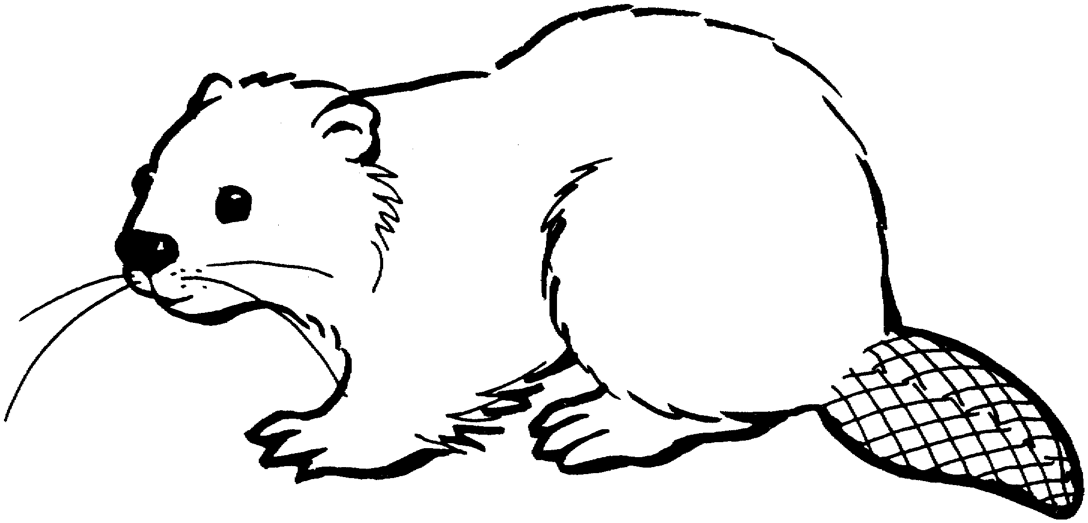 Free beaver coloring pages beaver drawing animal coloring pages coloring pages