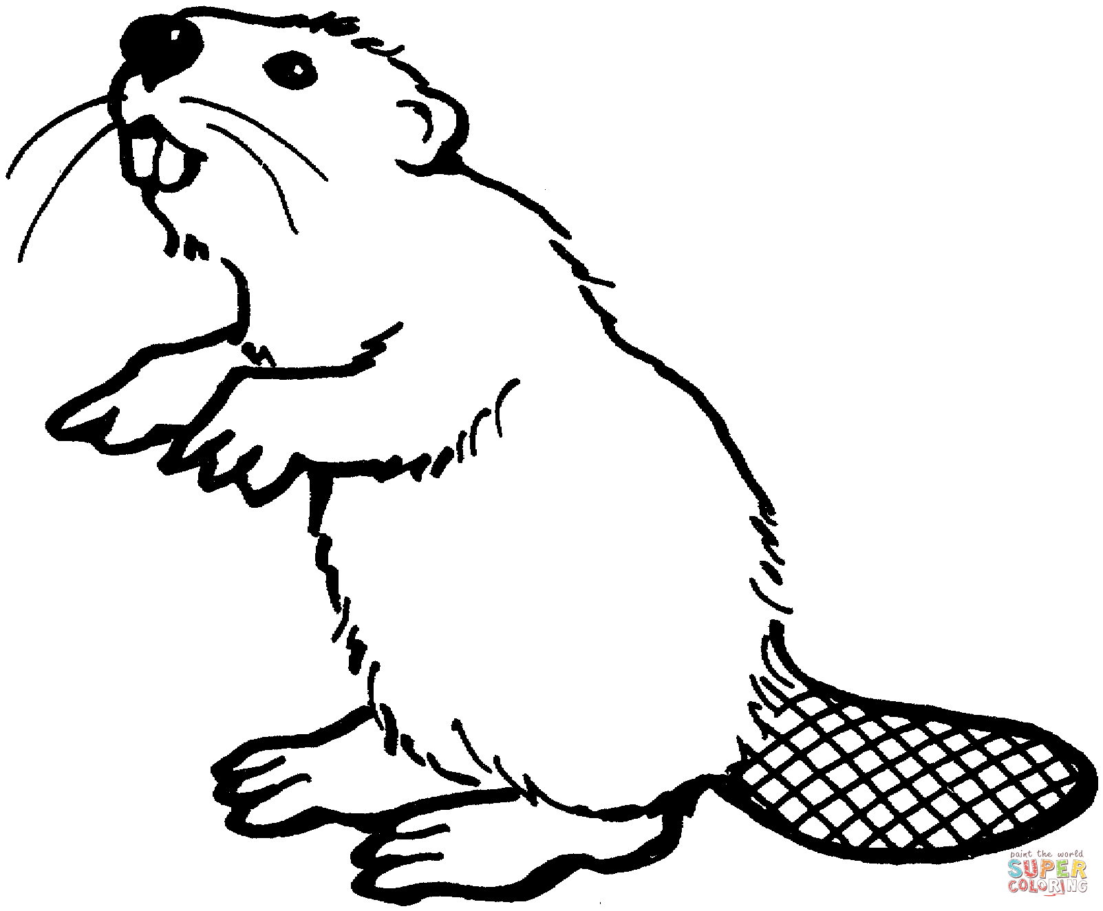 American beaver coloring page free printable coloring pages free printable coloring pages coloring pages for kids beaver drawing