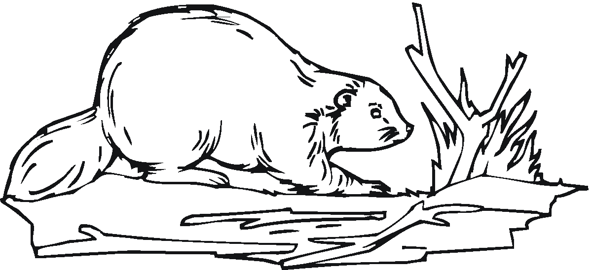 Beaver coloring pages