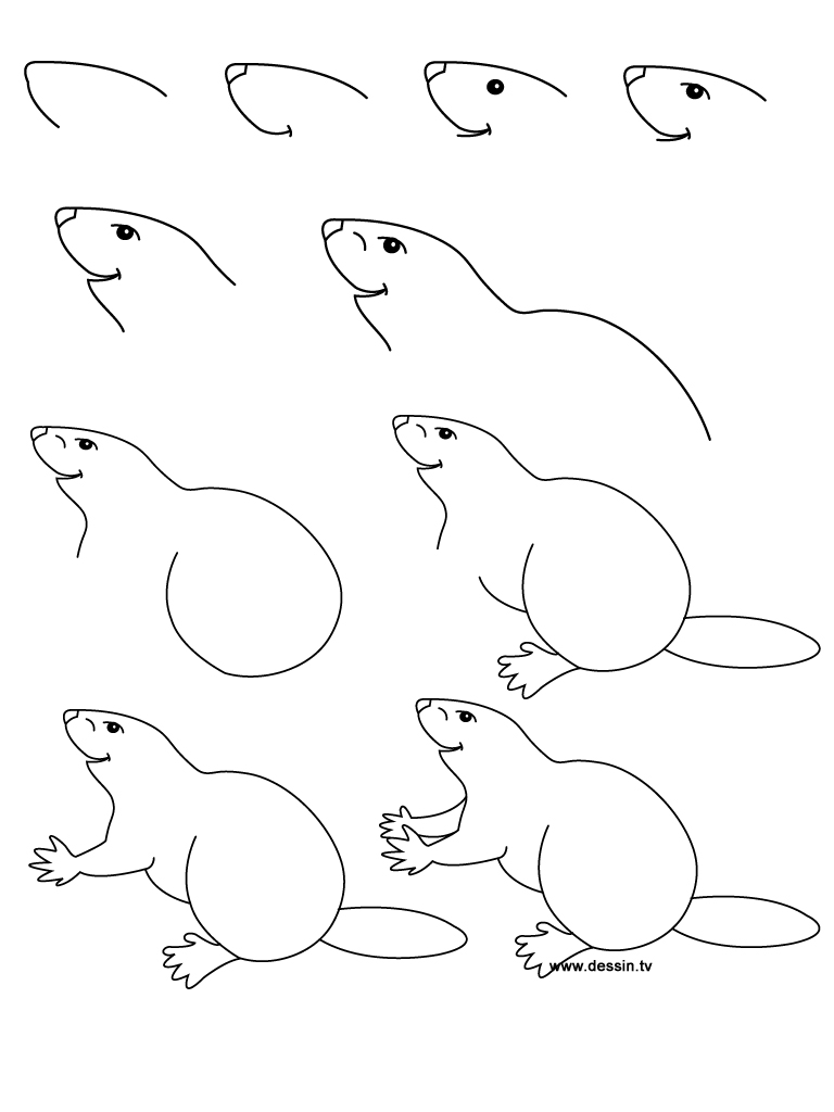 Drawing beaver