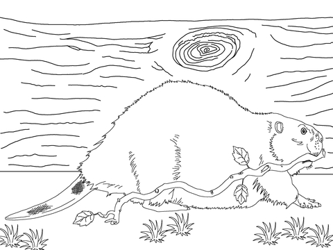 Beavers coloring pages free coloring pages