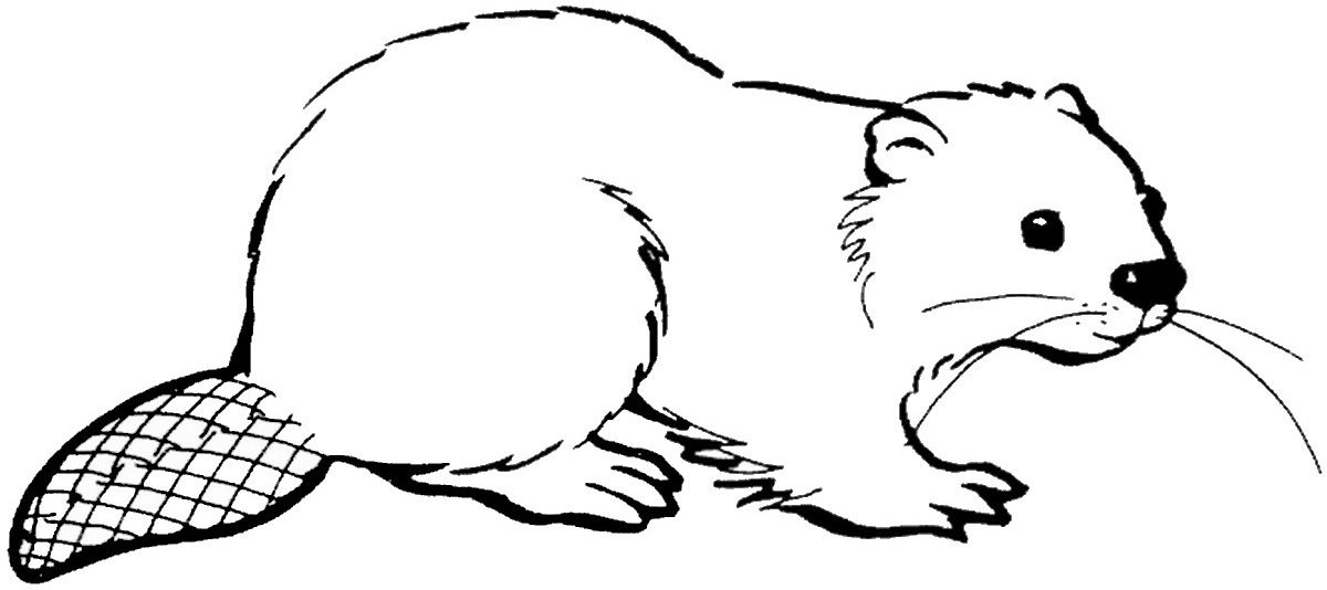 Beaver coloring pages