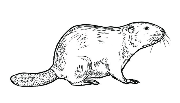 Beaver drawing images â browse photos vectors and video