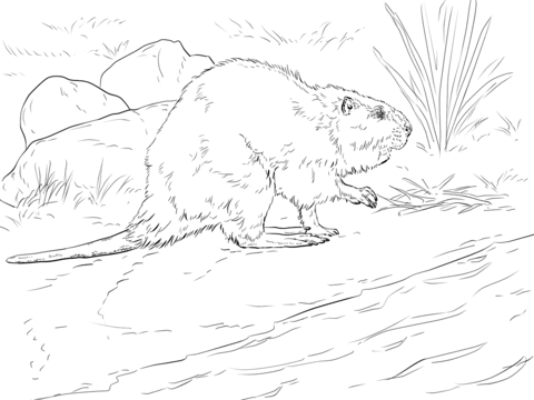 American beaver coloring page free printable coloring pages