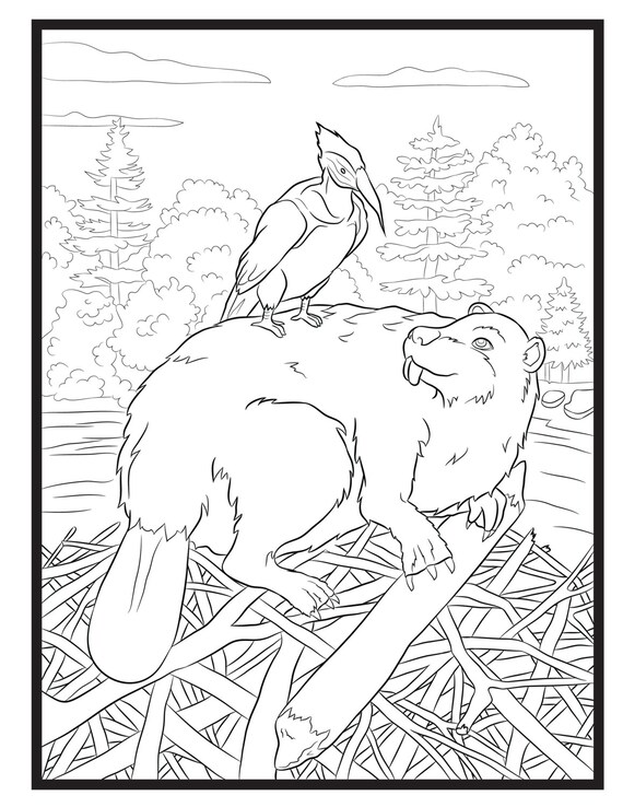 Beaver and wood pecker single coloring page